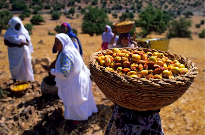 Year in Review: The Biggest Trends in the Argan Oil Industry in 2025